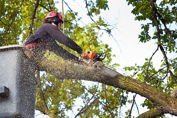 Reliable Franklin Grove, IL Tree Removal Services Solutions